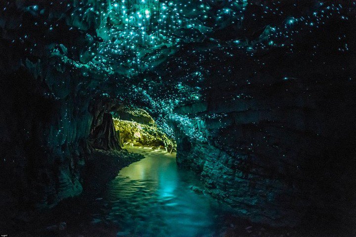 JustGoTr's tweet image. "those who don't believe in magic, will never find it!"
#glowwormcaves #NewZealand