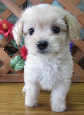 世界のワンちゃん図鑑 در توییتر ダップー ミニチュアダックスフンドと トイプードルのミックス犬 社交的でフレンドリーな性格をしていて 飼いやすい犬種だそうです