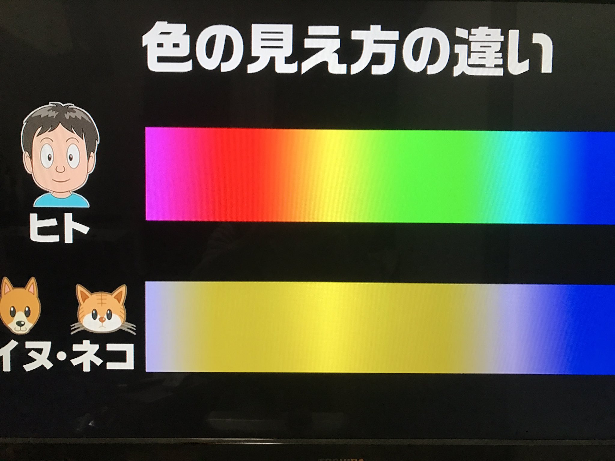 Twitter 上的 トレンド発信アカウント 犬と猫は色がわかるそう T Co Hdfdcudzji Twitter