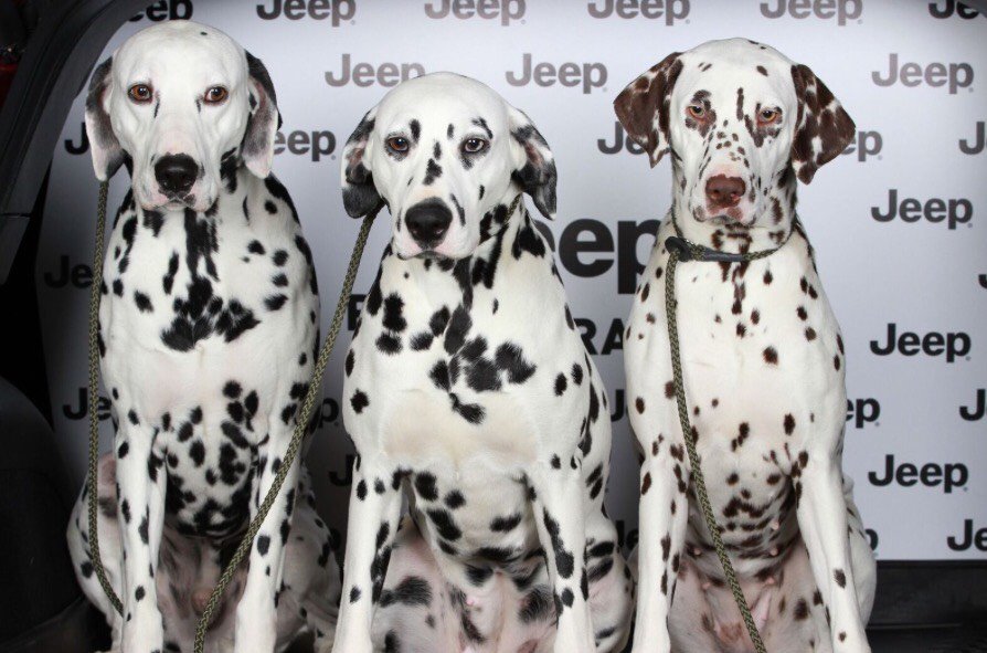 Jeep_UK's tweet image. Visiting #crufts2017 this weekend? Don't forget to drop by the #Jeep stand for your very own #JeepPetPawtraits