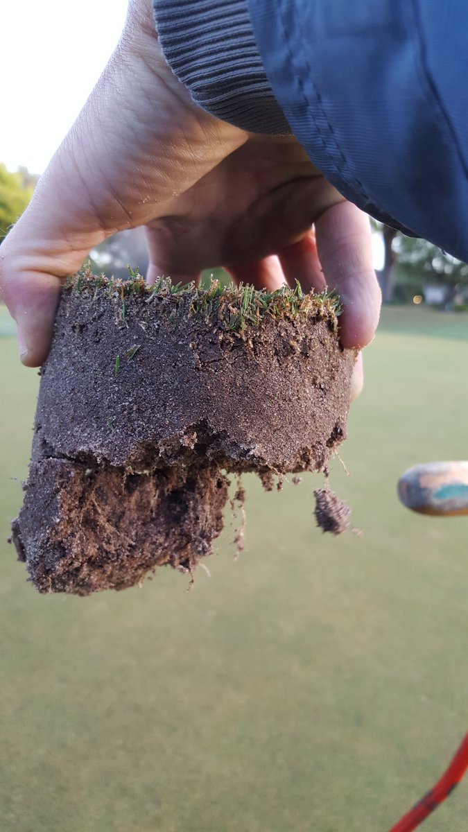 TurfBeard's tweet image. Non-overseeded hole 13 roots
#turflife #turfnerd #optoutside #greensareingoodshape #harborhills