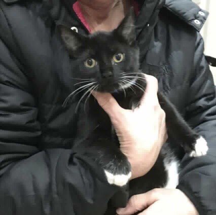SolihullUpdates's tweet photo. MISSING: Have you seen Lucky? 7-month-old male HOUSE-CAT got out 4pm 11/03. Marshall Lake Rd, Shirley B90. Microchip - no collar. Please RT. https://t.co/F0vubTWMKT