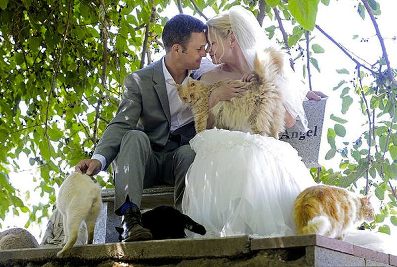 A Purrfect Wedding! Couple marries with 1,000 cats as their guests =>  thepurringtonpost.com/a-purrfect-wed… #cats #weddings