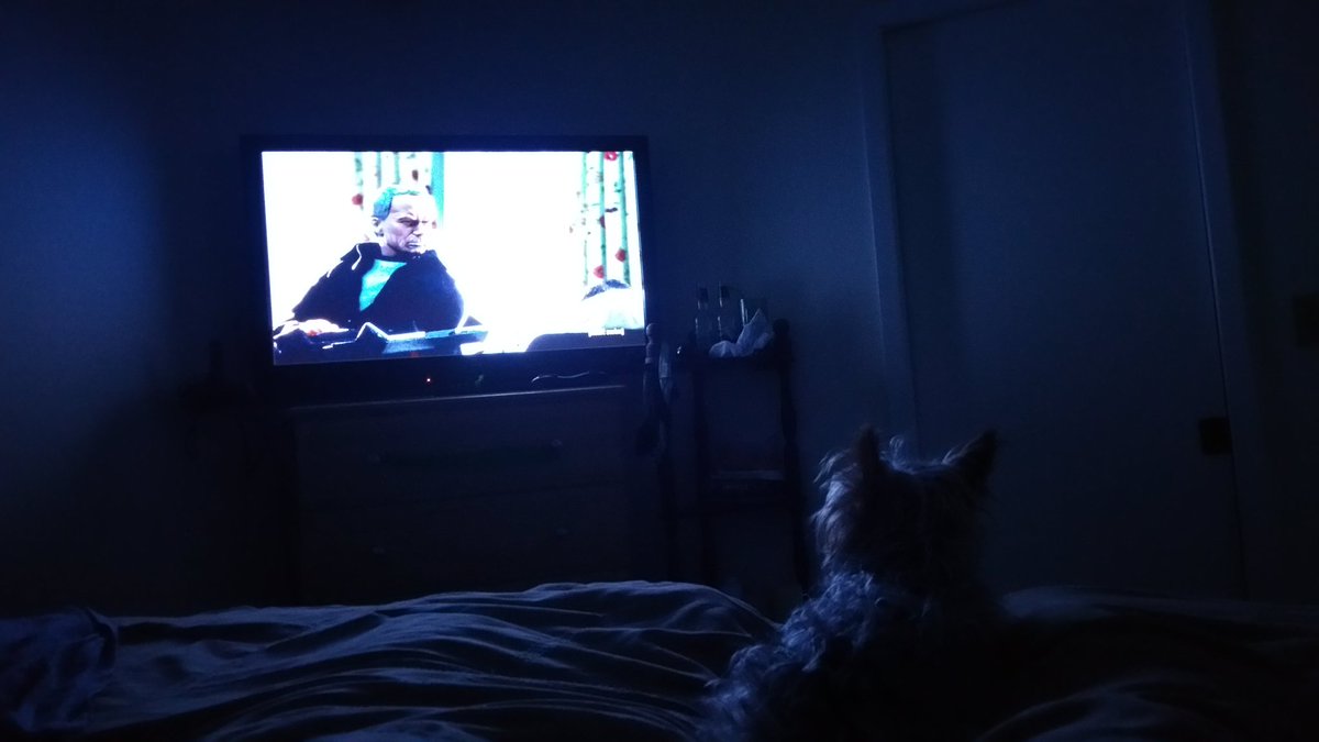 AKmonk42's tweet photo. @SethGreen My Yorkie and I are big fans. He will stop in his tracks the moment he hears the theme song and hunker down for a full episode. https://t.co/qXGhnhDolV