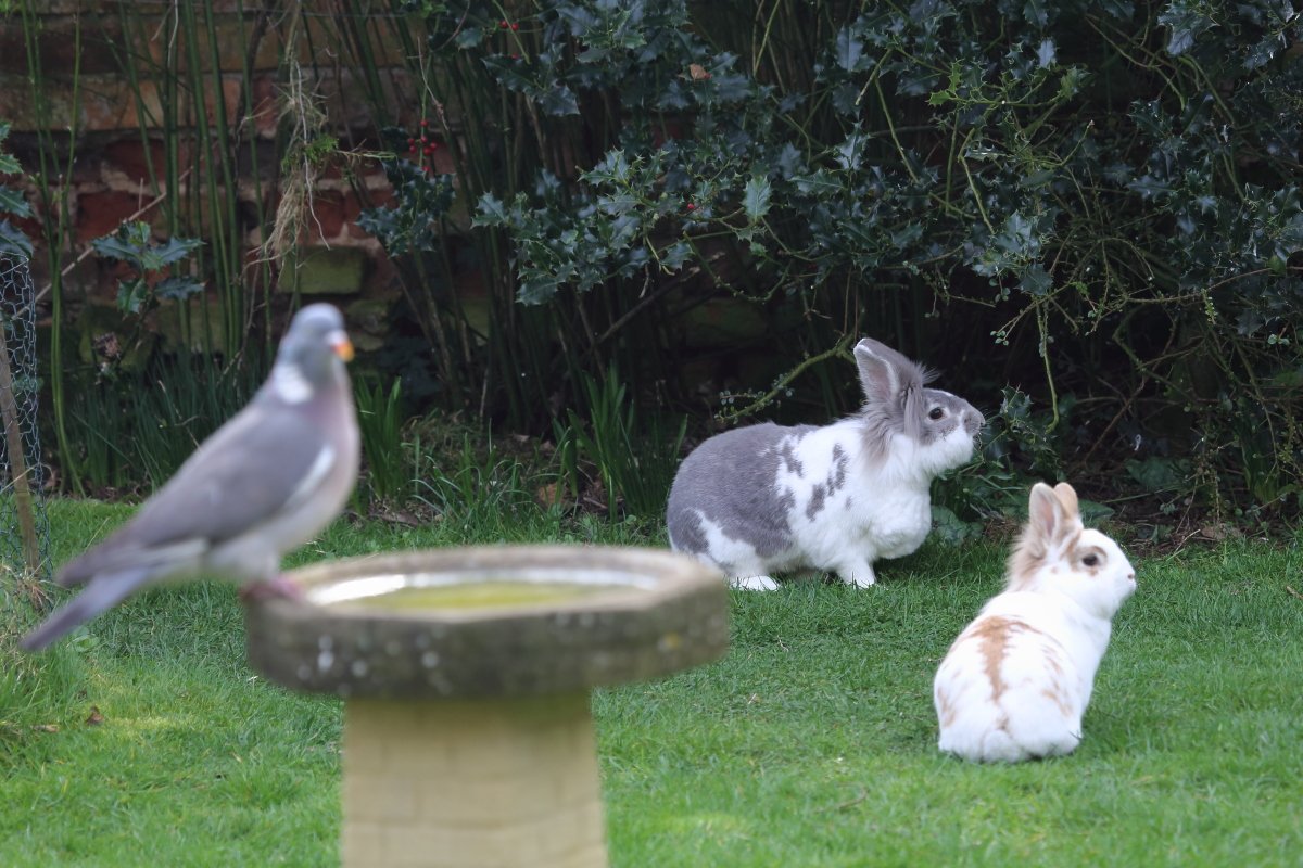 Bunny_Blogs's tweet photo. Just pretend you haven't seen her taking our pic out of the window, and DON'T BINKIE! #RabbitAntics https://t.co/k8OHV5MRPH