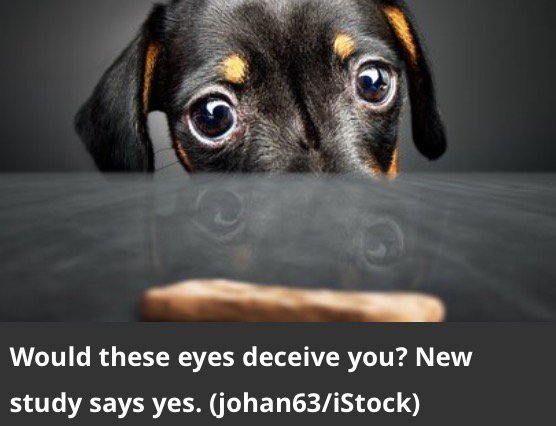 RighteousHound's tweet photo. See How Dogs Use Deception To Get Treats https://t.co/HZ4eGbnHuP https://t.co/YP8S0wY8hq