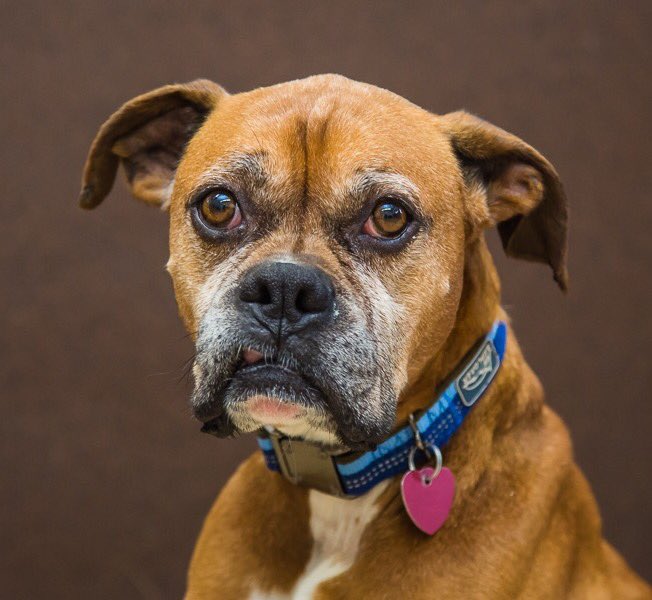 Animatch_'s tweet image. Beckham! Boxer, 7yr, affectionate, playful, knows his manners! bit.ly/2mMHa2e