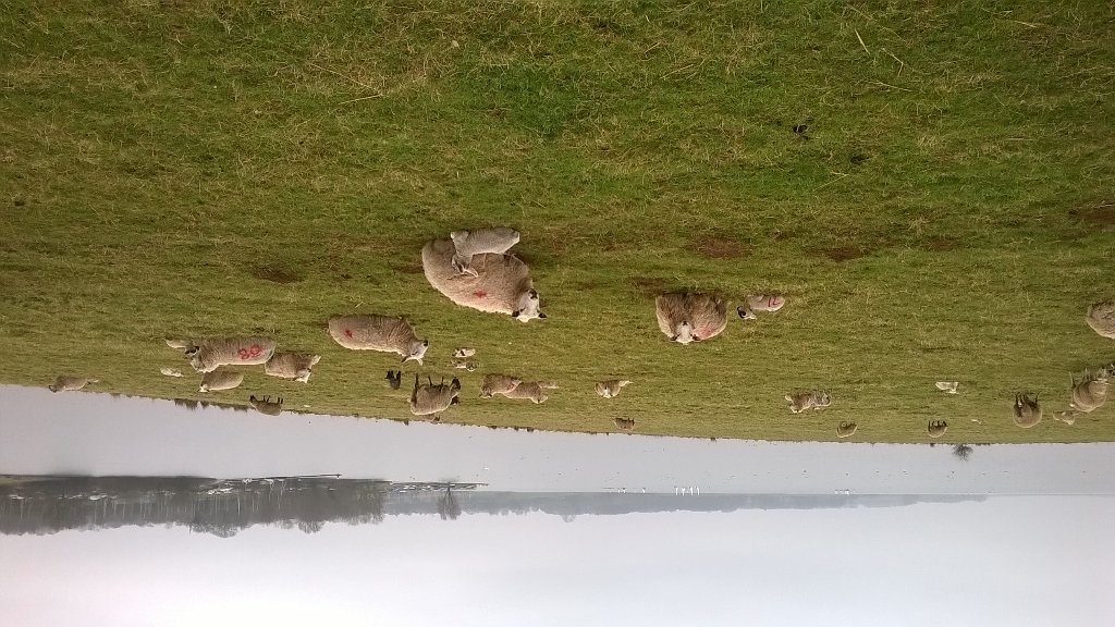 RunningRos's tweet image. 15 miles run @RutWaterPark Loved seeing these. Ta @PinkLou2000 for the company #marathontraining #thisgirlcanrun