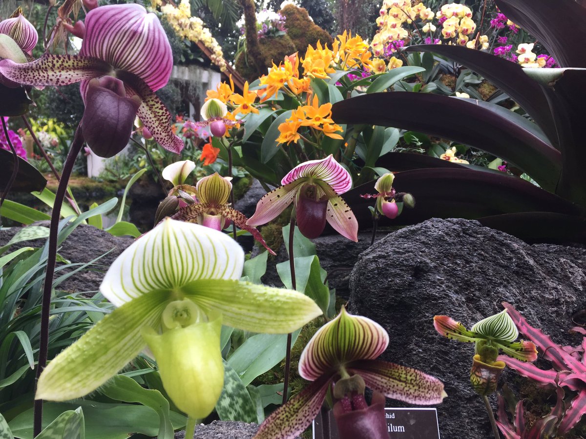 TreeBugGal's tweet image. The NY Botanical took my breath away! #fireandice #flowersandsnow #orchidnybg
