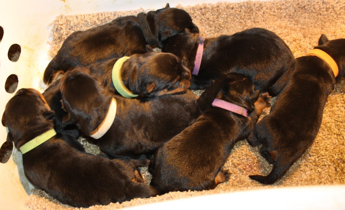 BarkleyJordan17's tweet photo. Here is the first picture of me and my brothers !! #Barkley #BarkleyJordan #Rottweiler #Rottweilers #Puppy #Puppies #PileOfPuppies https://t.co/qnHG8JZvpN