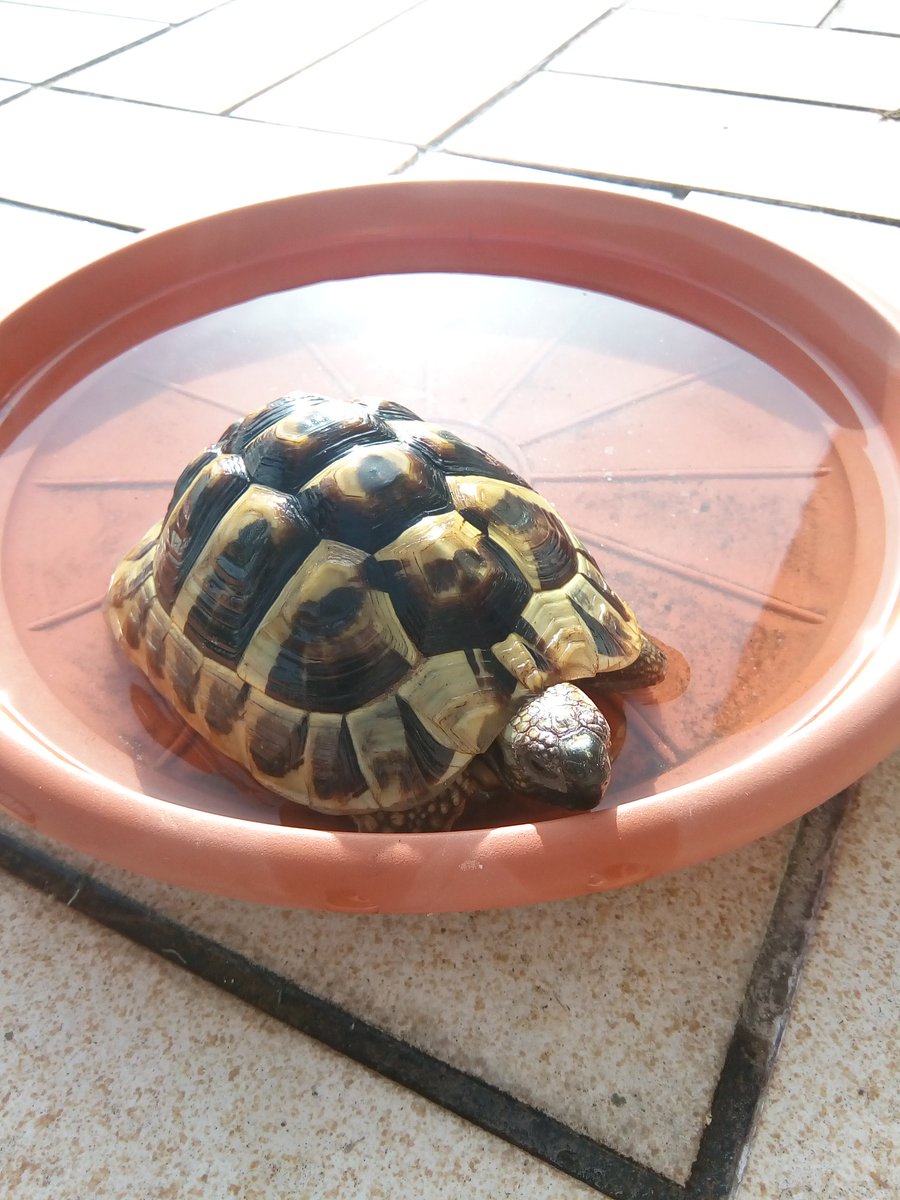 Muschkah's tweet photo. Bisschen chillen am pool xd https://t.co/vbxnNeTpgz