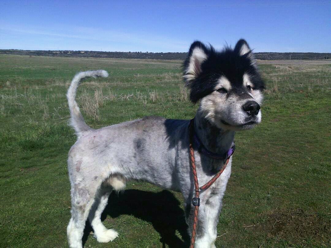 NordicosAdpcion's tweet photo. Encontrado un Alaska Malamute completamente rasurado, desorientado y llorando. Ayúdale, te lo agradecerá ☺https://t.co/yxVhrR5Yck https://t.co/FkibUB8CmD