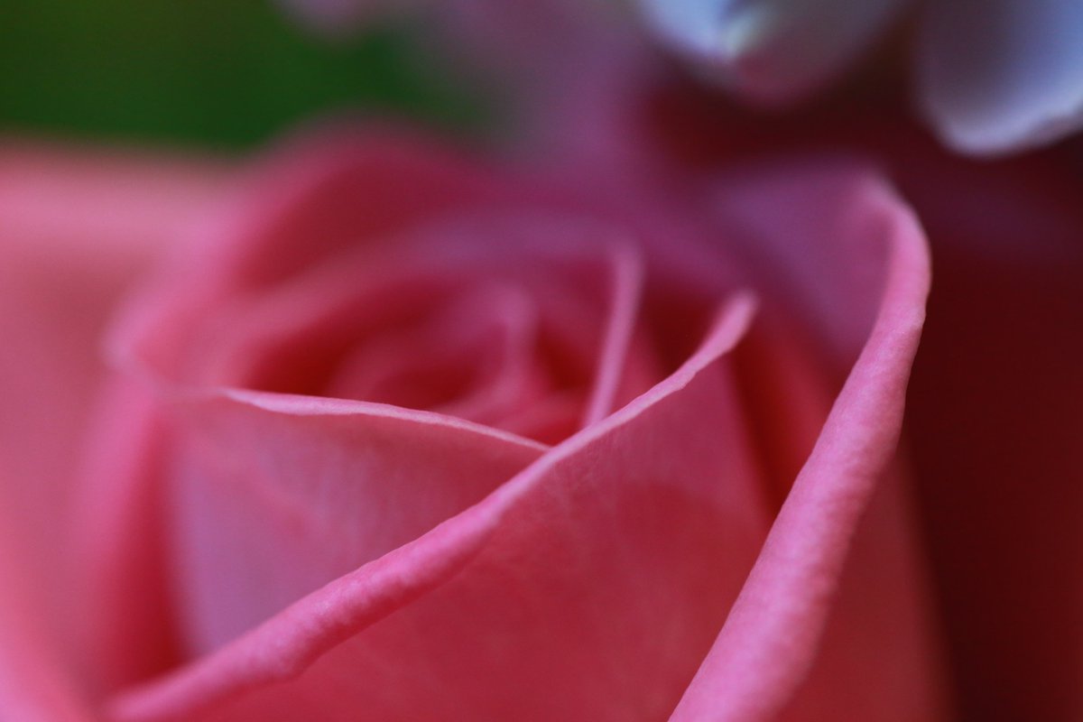 goo.gl/Tmyi5q 진리는 안개를 흩어버리지 않고도 그것을 뚫고 반짝이는 등불이다-엘베 스위스 #사랑의편지 #교리비교 # 신천지성명서