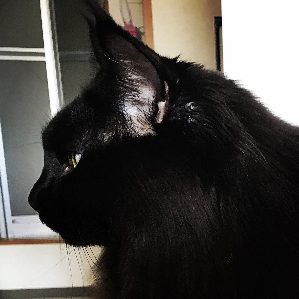 Ken レオンの横顔が大好きd 黒猫 クロネコ 横顔 メインクーン キャットハウスみゅーみゅー 猫 ねこ