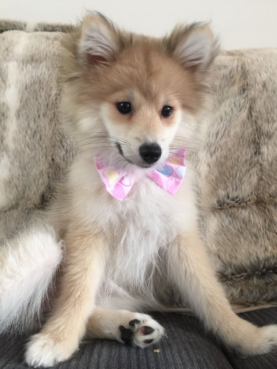PomskyCentral's tweet photo. Happy Saturday! Our Pomsky of the Day is such a cutie!
Meet Jessie: Owner Kerry Seaton! https://t.co/ENrrnZ0rIr