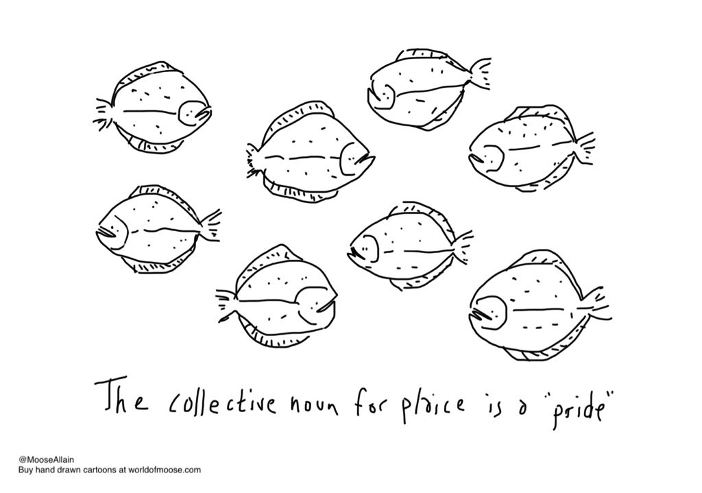 MooseAllain's tweet image. Plaice