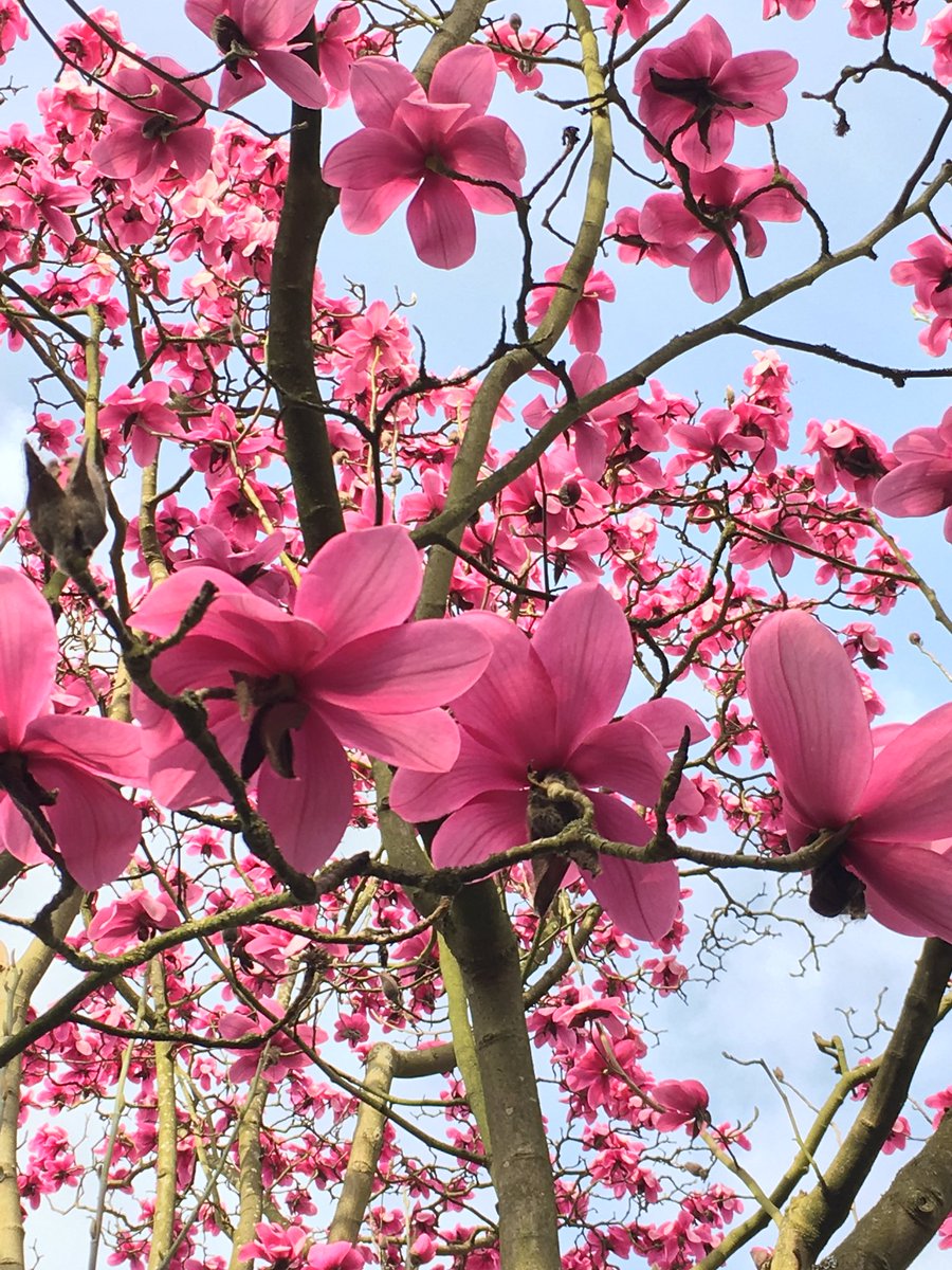 Beautiful afternoon at <a href="/kewgardens/">KewGardens</a> loving the spring flowers