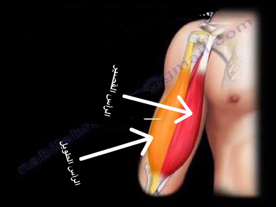 Faisal فيصل Rn Msn Ebp Ch Cpt Twitterren عضلات الباي التراي العضدية و السواعد اجزائها التمارين مع اجزاء العضلات المستهدفة الموضوع متجدد كل فترة تمارين رياضة Https T Co Jhelwjk1ro Twitter