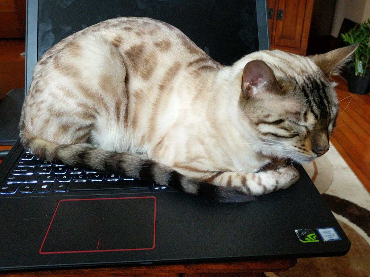 digitalseraphim's tweet image. I wanted to play some @Minecraft but someone has other ideas. #projectozone2