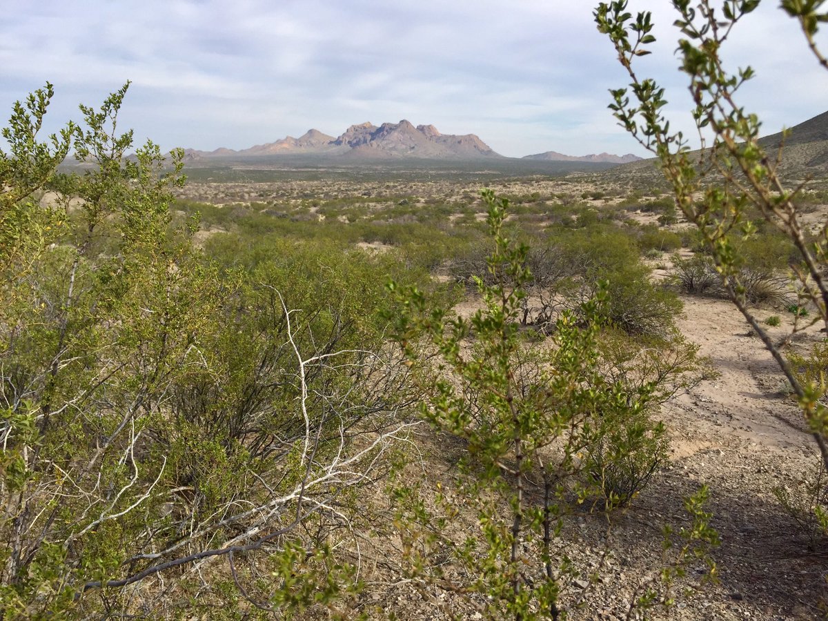 Gabe_NM's tweet photo. All sorts of birds and critters are out in the desert this morning. Coyotes, rabbits, jays, hawks. #LasCruces https://t.co/qEp3GP1mHC