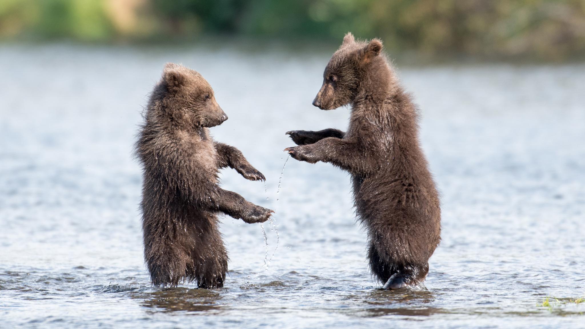 Grizzly Bear Cubs Playing