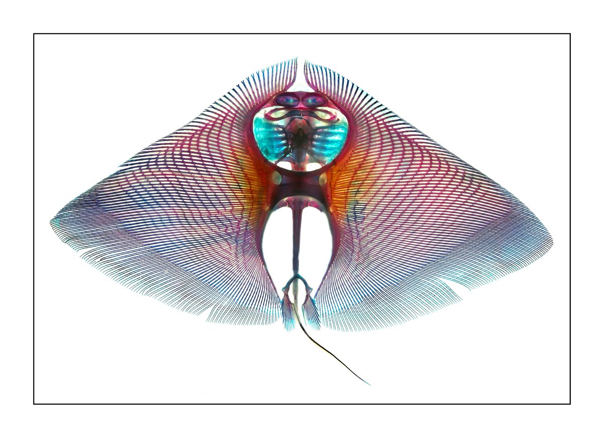 FieldMuseum's tweet photo. Journey into The Field Museum’s vast collections with Specimens: Unlocking the Secrets of Life #SpecimensFM https://t.co/ni0ekroRMI https://t.co/bCg2c54Hjy
