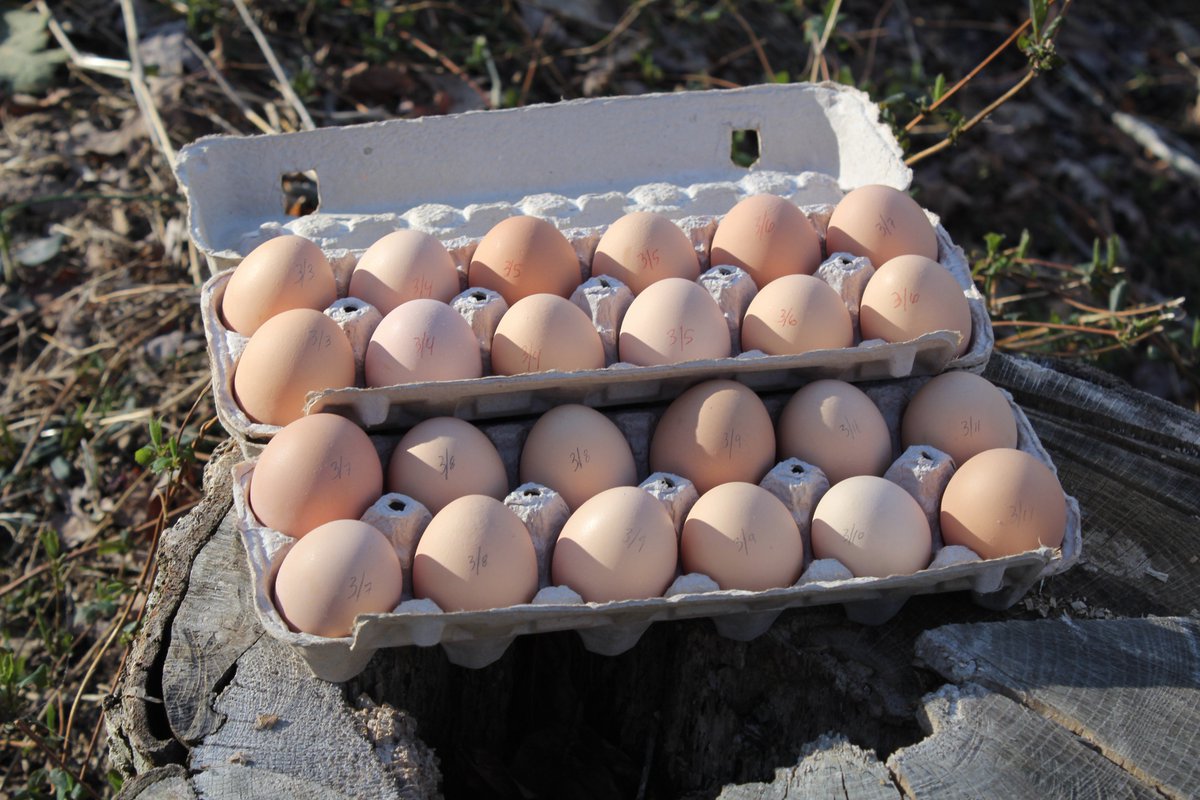 Elsewhere_Farm's tweet image. #homesteading #chickens #happyanimalsmakebetterfood #whathaveibeeneatingallthistime #hippiemeetshillbilly elsewhereliving.blogspot.com/2017/03/happy-…