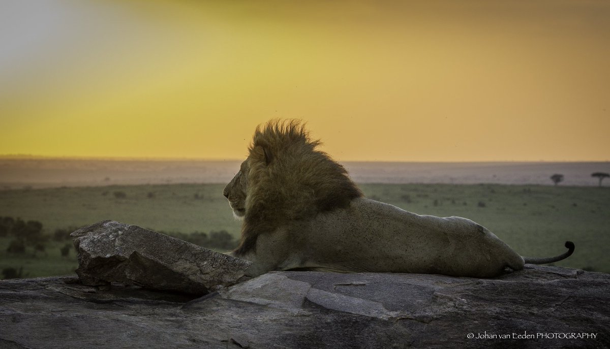JJVE58's tweet photo. Lion at sunset.
Masai Mara, Kenya. https://t.co/no4Iev1HFa