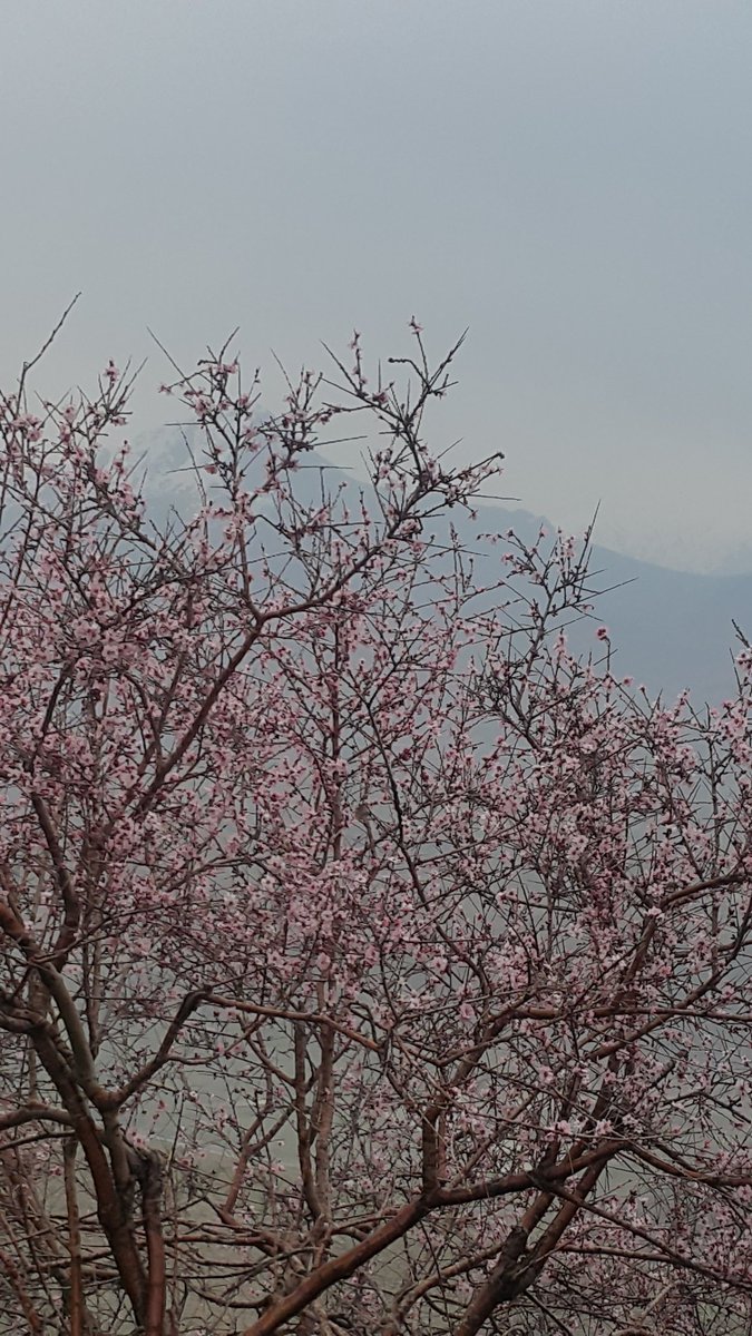 ademirhan's tweet photo. #Beginin of Spring in Kurdistan 2 https://t.co/TEGVOVBzz7