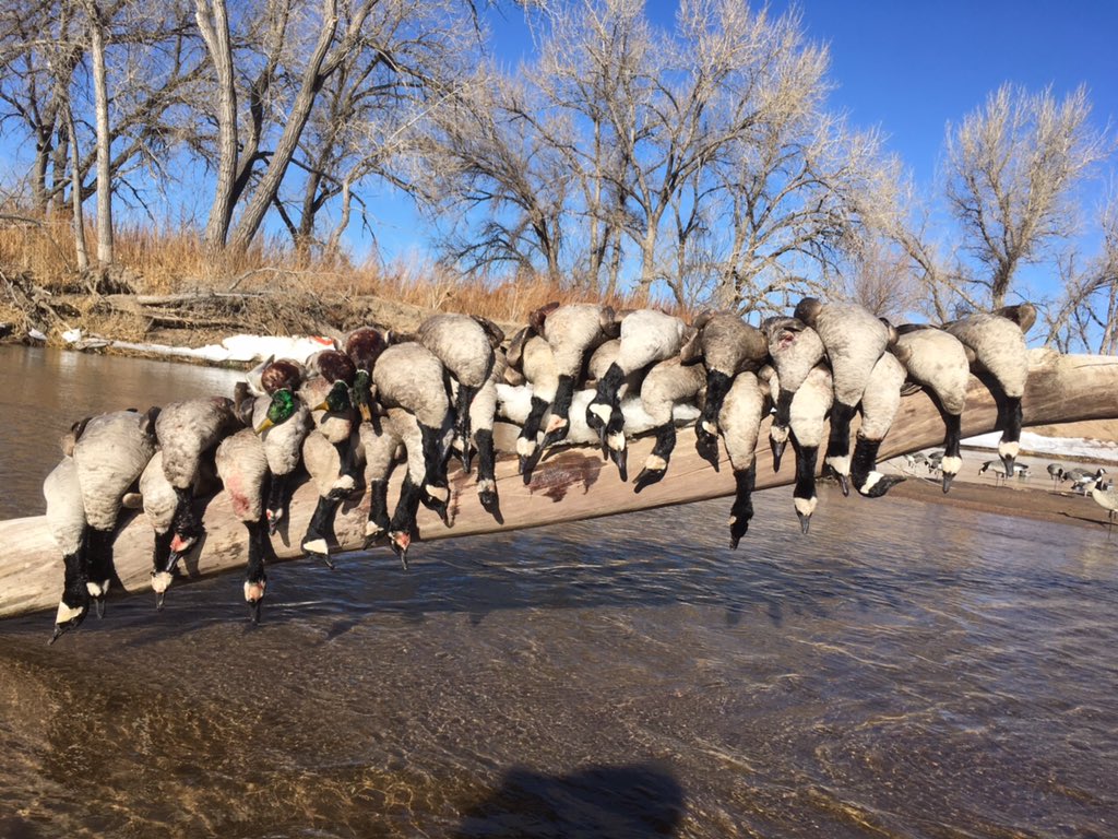 MitchellGertner's tweet image. Goose depression is starting to set in.