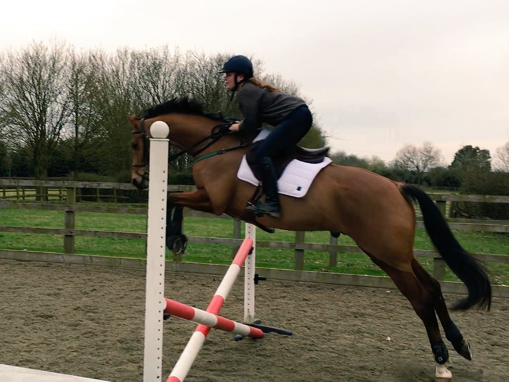 hellystevenson's tweet image. Prepping for his first show jumping competition tomorrow 🙈 #allgrownup
