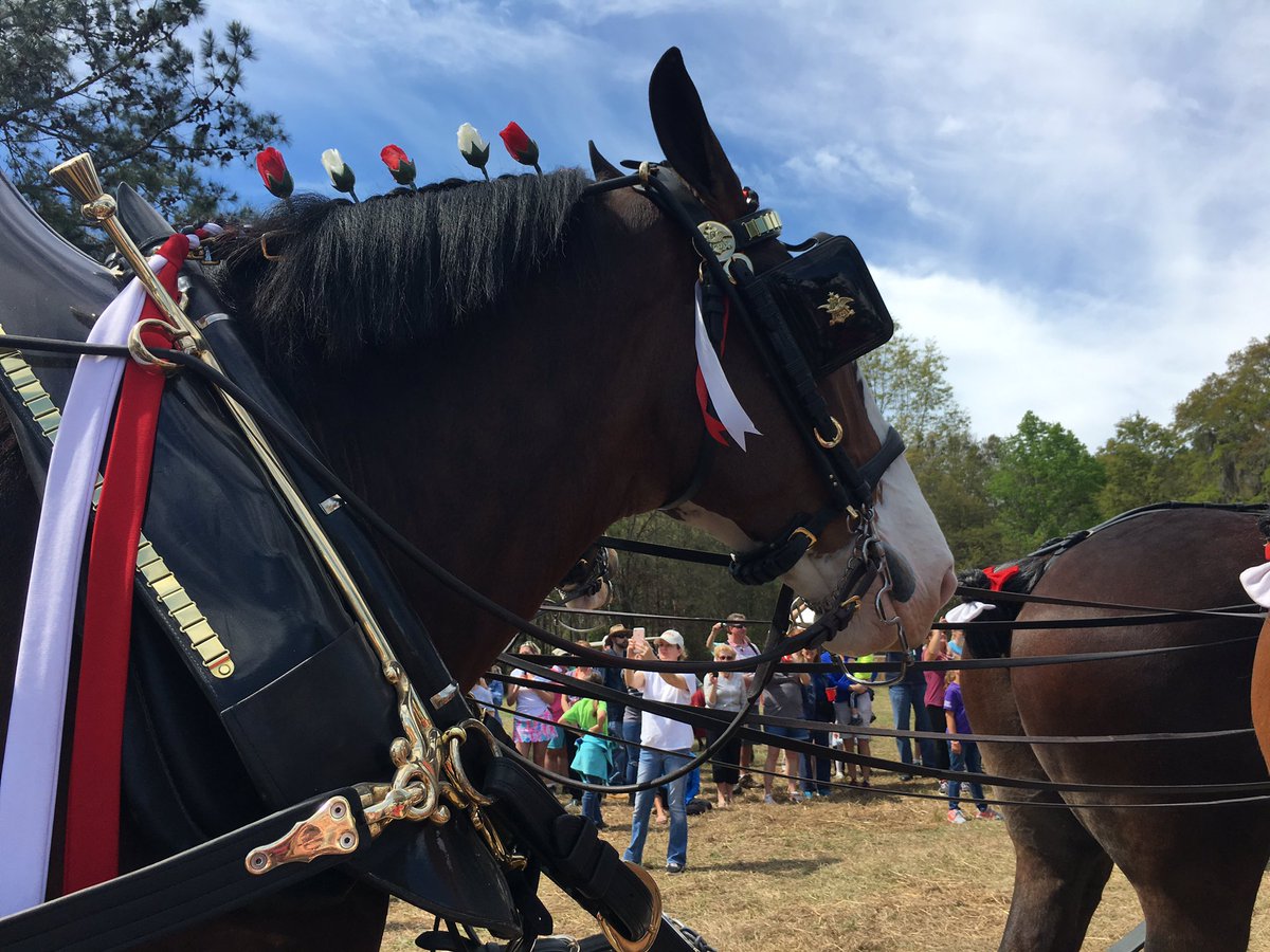 RedHillsHorseTrials tweet media