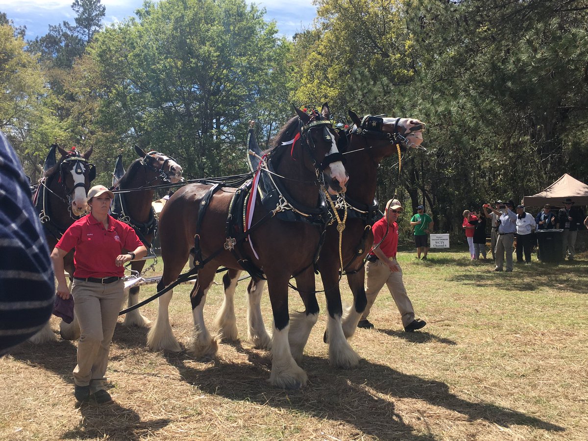 RedHillsHorseTrials tweet media