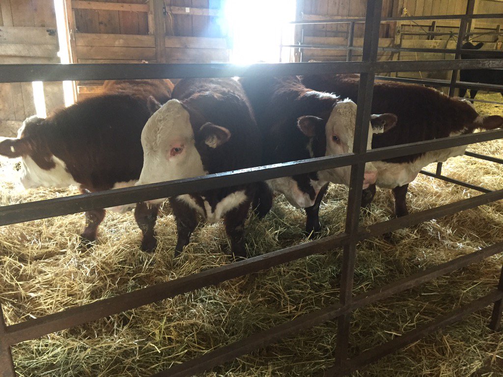 Nice set of bulls and females a Elmlodge selling today <a href="/irccsimmentals/">Juanita Elmhirst</a>