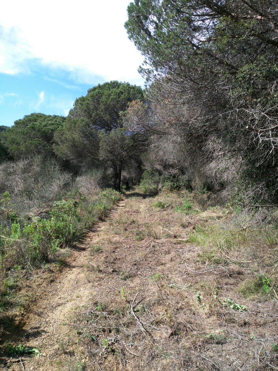 RT <a href="/ADF172/">ADF Serra de Marina</a>: Aquí es pot veure l'abans i el després d'una part del camí on hem treballat avui a #Mataró