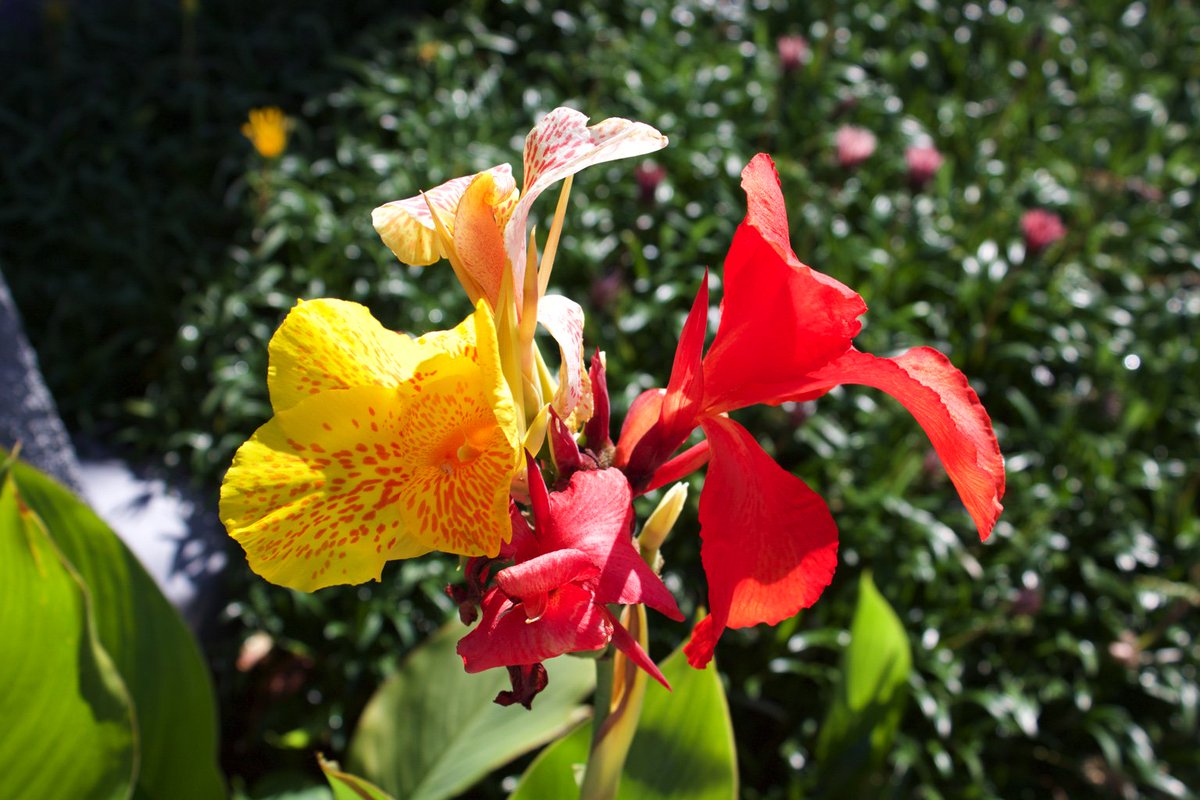 jfolschinsky's tweet image. Photo walk around downtown Burbank in the morning. 
#funwithphotography #walk