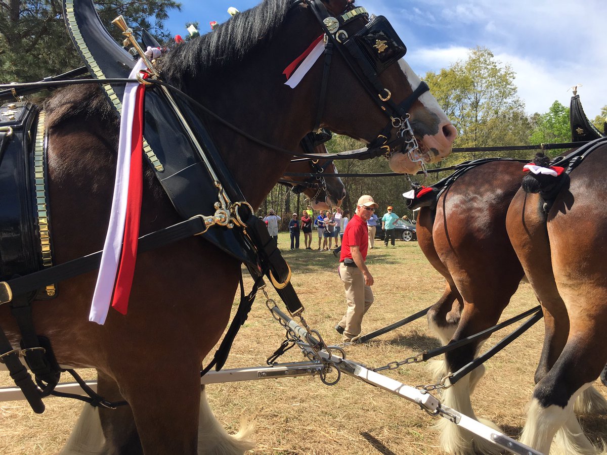 RedHillsHorseTrials tweet media