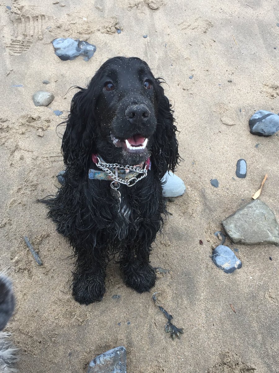 chorno87's tweet photo. Dora loving her first time on the beach in Wales #crufts #sandyface #happypup #dora https://t.co/7nPGYrwbSF