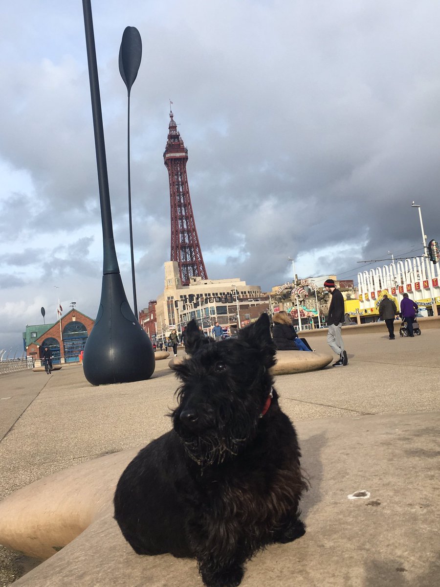 #crufts2017  Jess our cheeky Scottish terrier on holiday in Blackpool