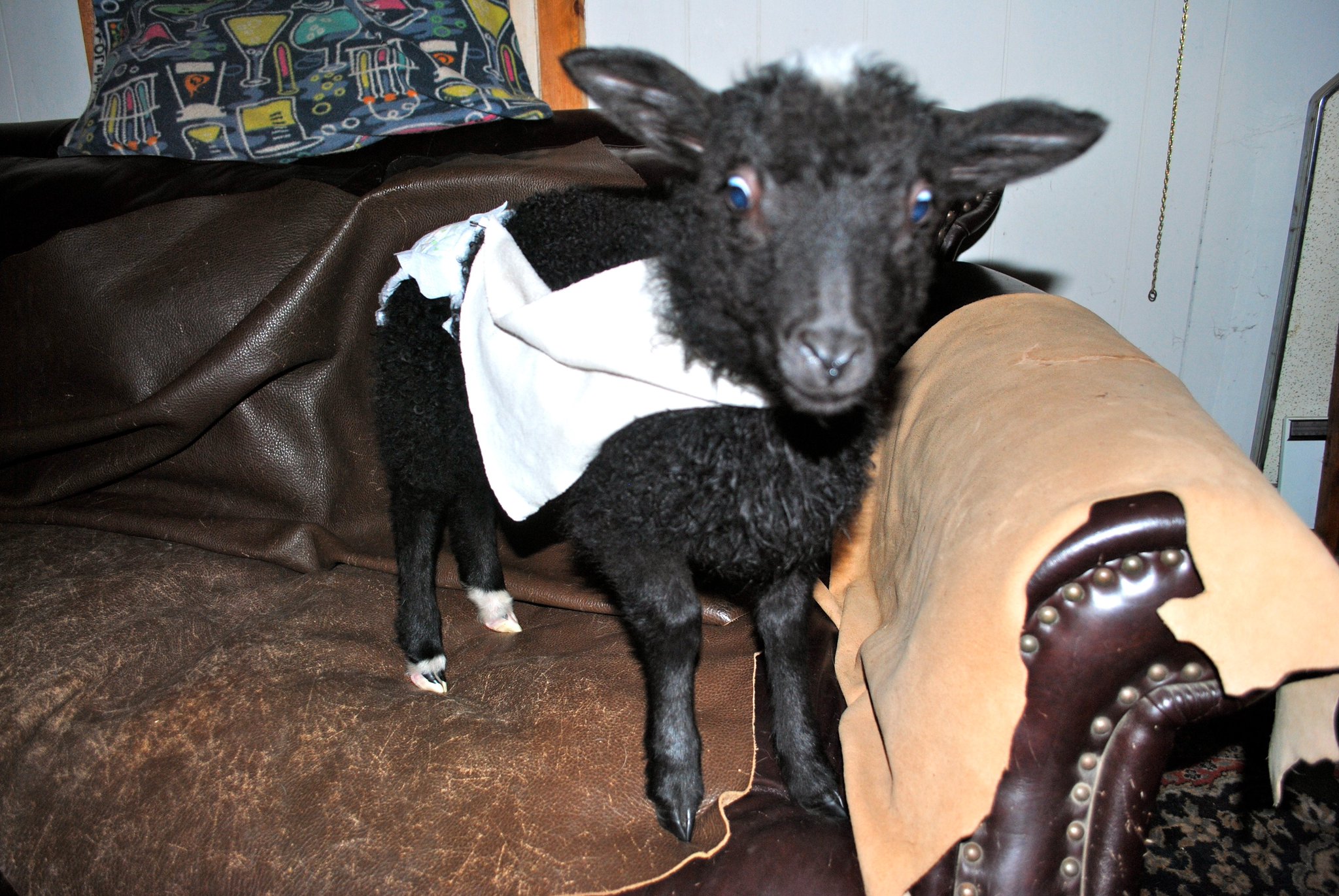  I\m sending you a lamb in underpants and split cape-style suspenders. Happy birthday! 