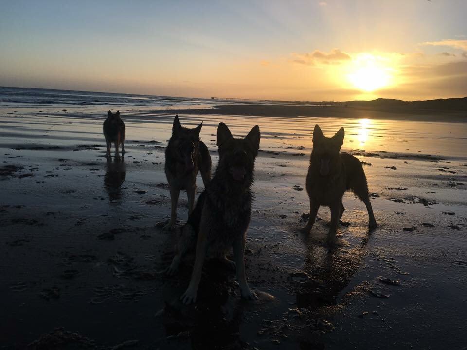 Tashii_M's tweet photo. All the pooches on #cufts making me even prouder of the family German Mer-shepherds https://t.co/06wVPszRvZ
