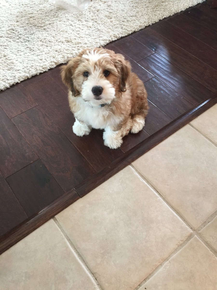 john_mcclintock's tweet photo. Henry gets to meet Meagan and Michael today! #puppy #YardleyRun https://t.co/Z66qrdKbnR