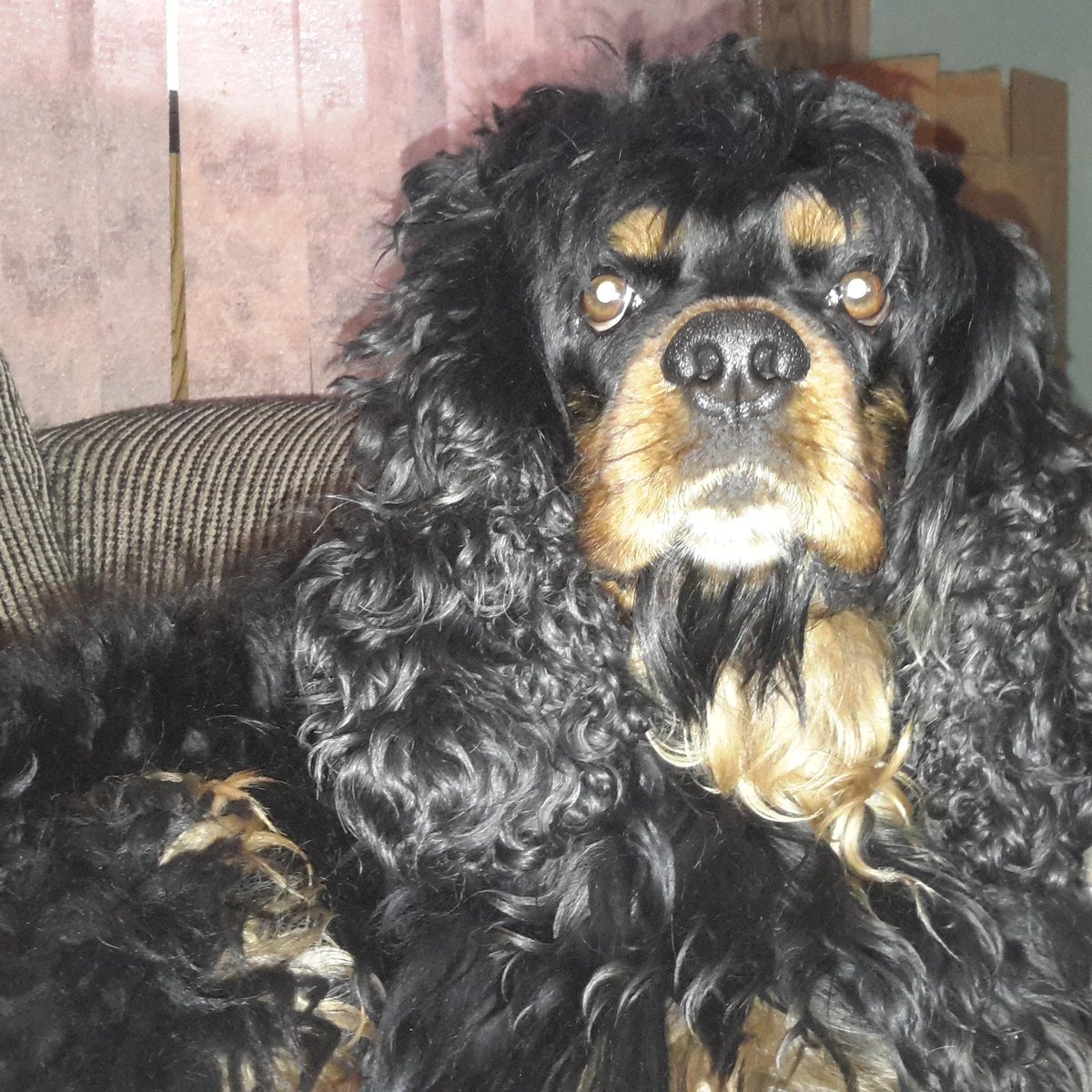 I think Jax may need a haircut 💜💙❤ #cockerspaniel #americancocker #ilmycockerspaniel #lovemydogs #cockersofinstagram