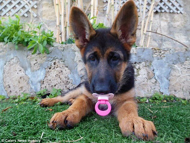 German Shepherds tweet media