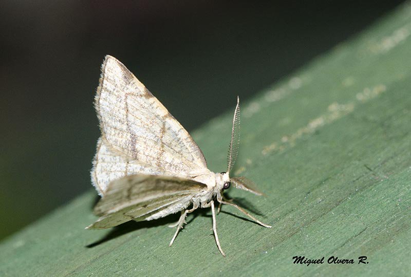 MiguelOlverAlas's tweet photo. Y vuelven los censos a las Estaciones de muestreo de @asoc_alas Dorset Cream Wave moth #LEPIDES #VERpolillas https://t.co/ZSSidIAVDY