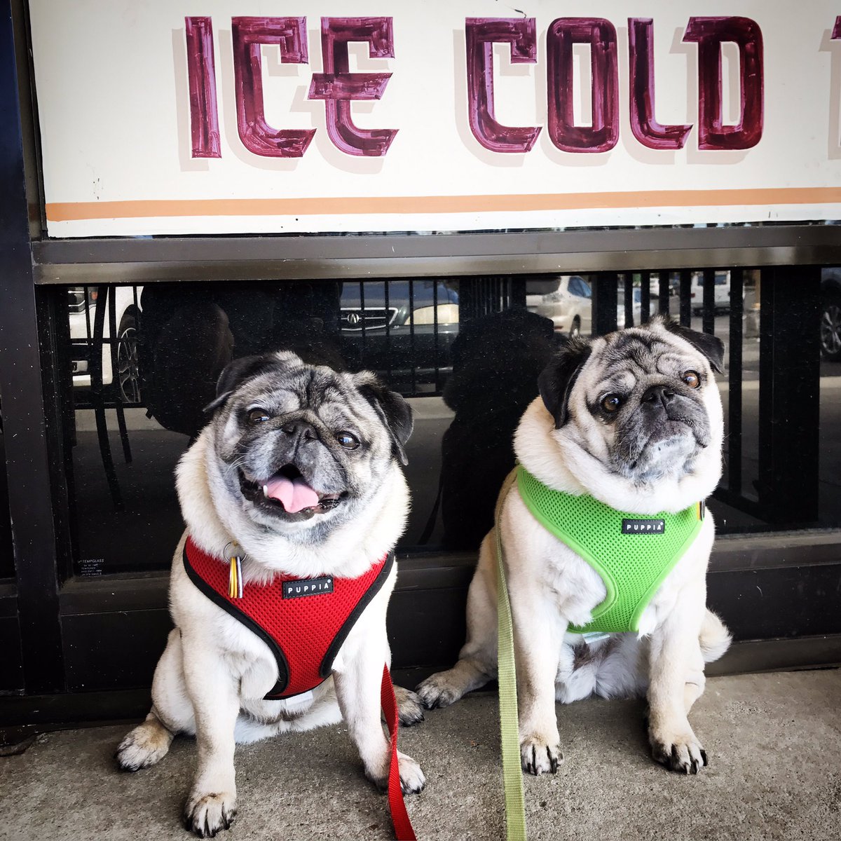 It's the warmest day in a lonnnnng time! @ArmadilloWillys #puglife #halfpriceburgers