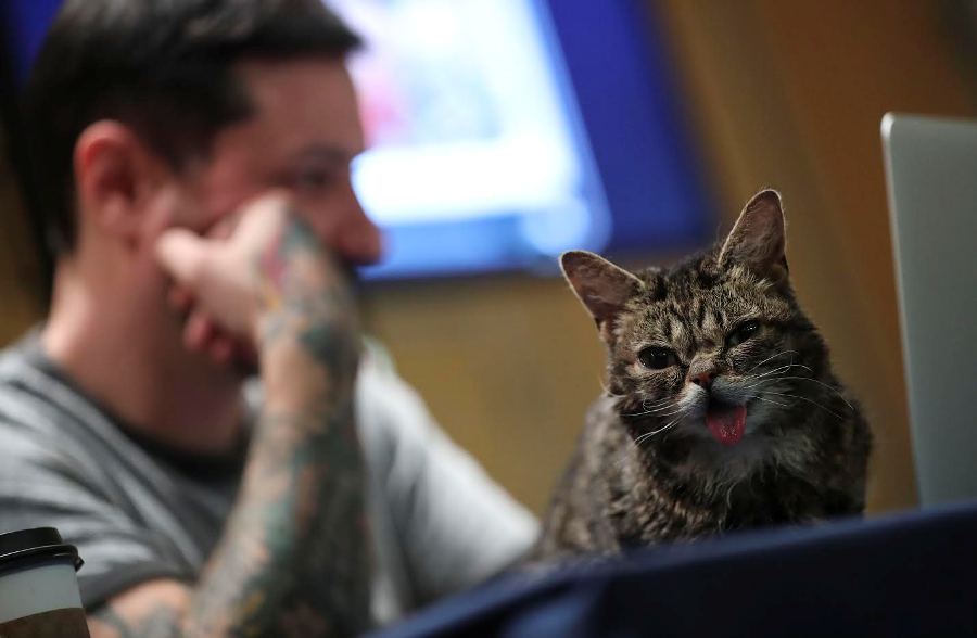 Mike cat