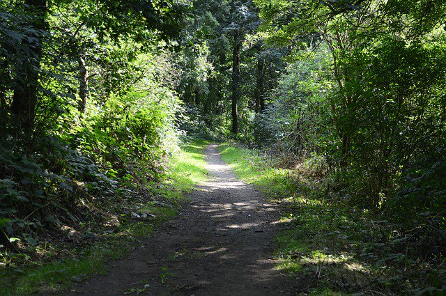 MOGSHADE is an old English dialect word for the shadows cast by trees.