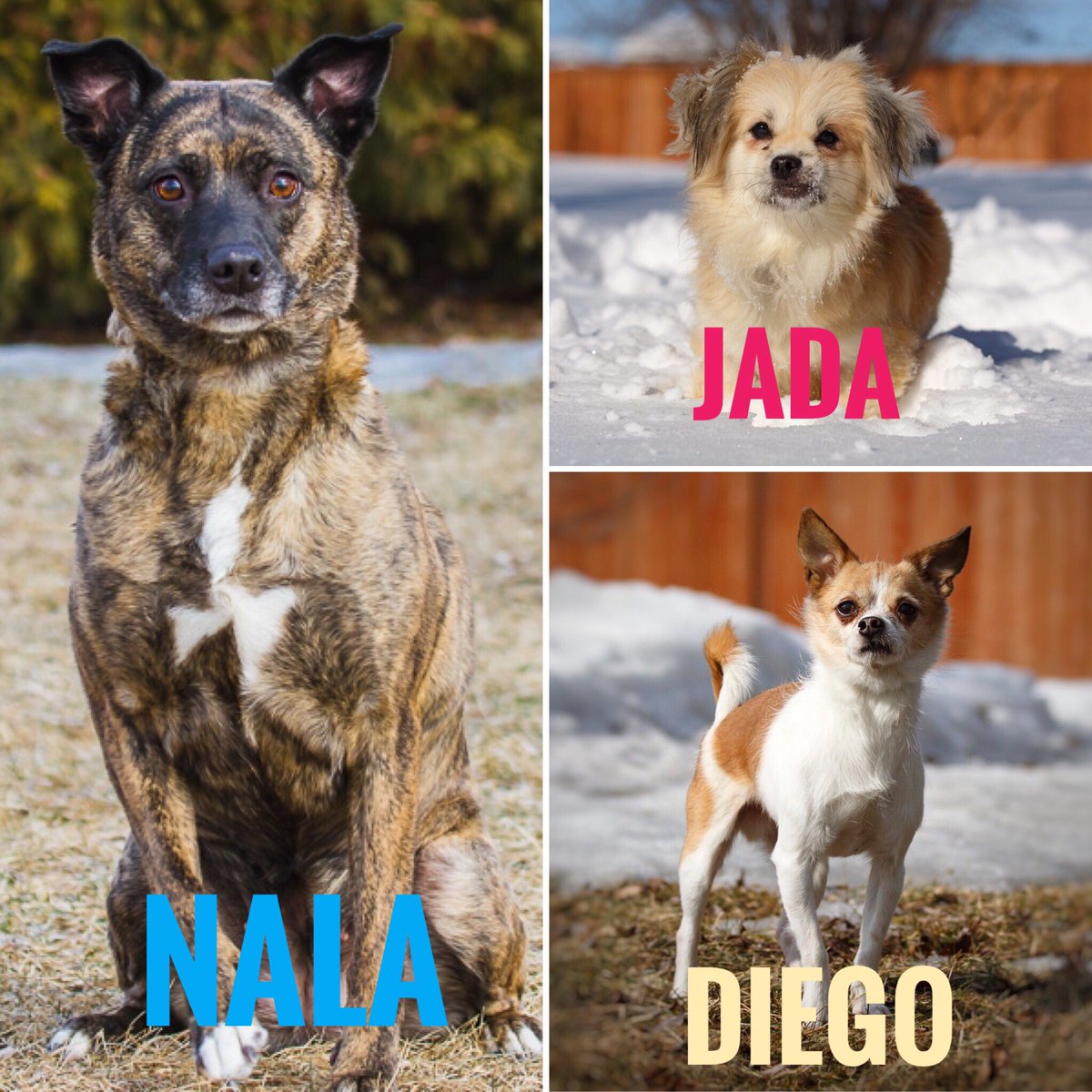 Animatch_'s tweet image. Animatch is at Meet &amp;amp; Greet at Pitou Minou Pierrefonds on Sun 11:30-2:30. Meet Jada (3 Pekingese), Diego (7 Chi), Nala (6.5 Boxer).