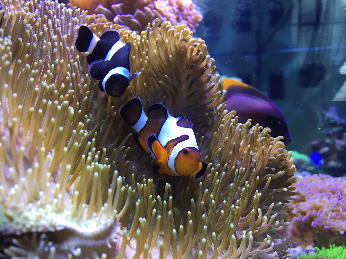 ReefSpy's tweet photo. The clownfish have finally decided to host in this leather coral https://t.co/c6H5XM6SEj